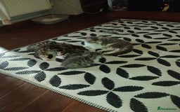 Mixed Breed cats for sale: Kittens american ringtail mixbreed  - Image 4