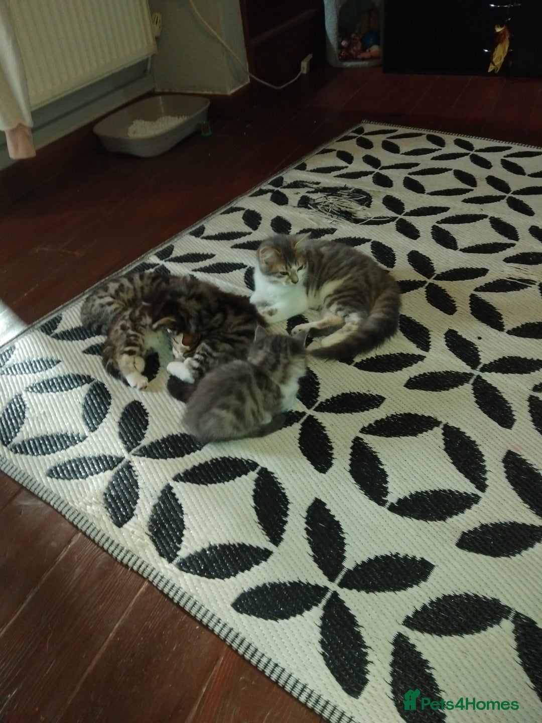 Mixed Breed cats for sale: Kittens american ringtail mixbreed  - Image 4
