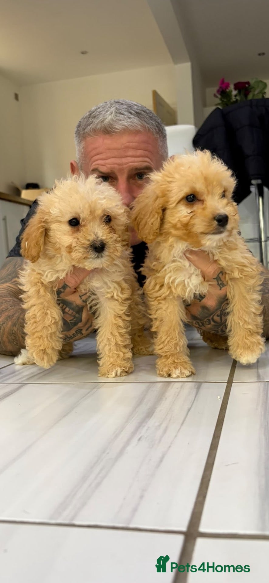 Cockapoo dogs for sale: 👀READY TO GO NOW👀 TINY TEDDYBEAR COCKAPOO'S  - Advert 1