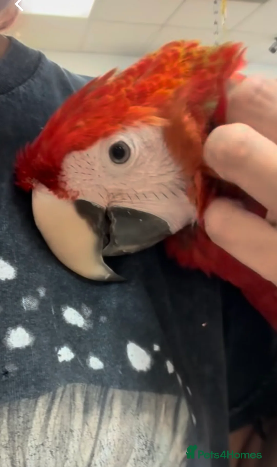 Macaws birds for sale: Fully tame scarlet macaw for sale  - Advert 2
