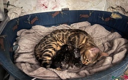 Bengal cats for sale: 2 gorgeous Bengal girls  - Image 10