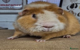 Guinea Pig rodents for sale: Bonded pairs of guinea pigs - Image 8