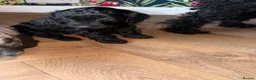 Cockapoo dogs for sale: 1 black male left, F1B cockapoo puppies  - Advert 11