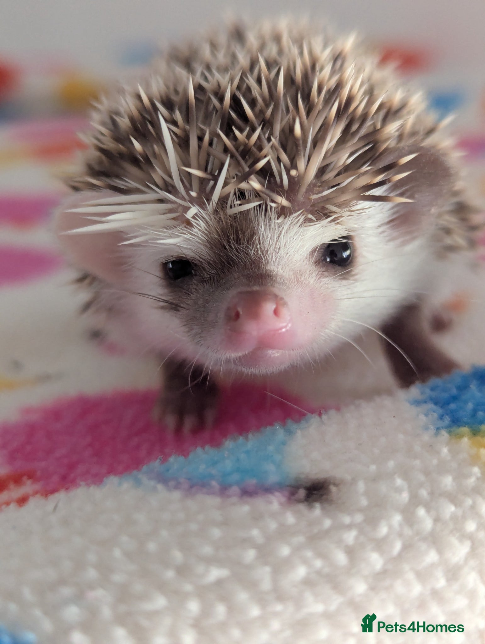 Pygmy Hedgehog rodents Gorgeous Hoglets Ready to Reserve Now - Advert 1
