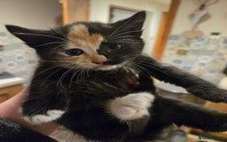 British Shorthair cats for sale: Beautifully marked kittens.  - Image 10