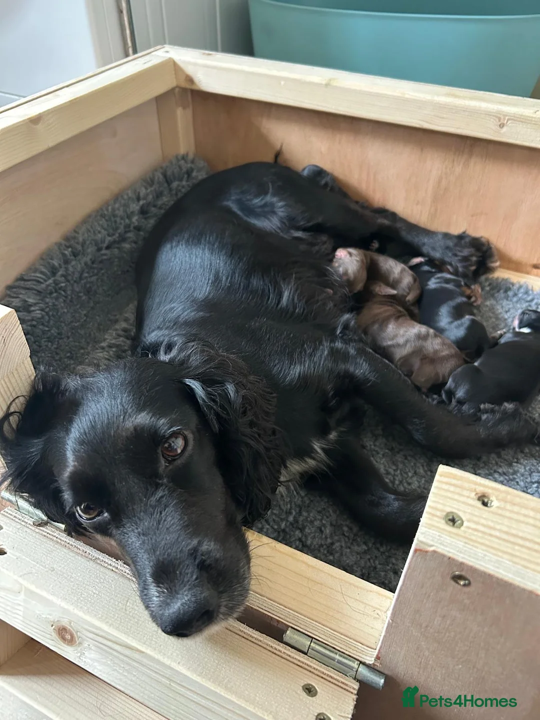 Cocker Spaniel dogs for sale: Working Cocker Spaniel Puppies - Advert 2