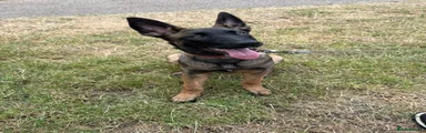 Belgian Shepherd Dog Puppy 5
