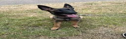 Belgian Shepherd Dog dogs for sale: World Champion Sired Puppies  - Advert 3