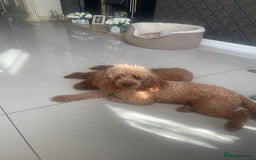 Miniature Poodle dogs for sale: LAST BOY Miniture poodles  - Advert 7