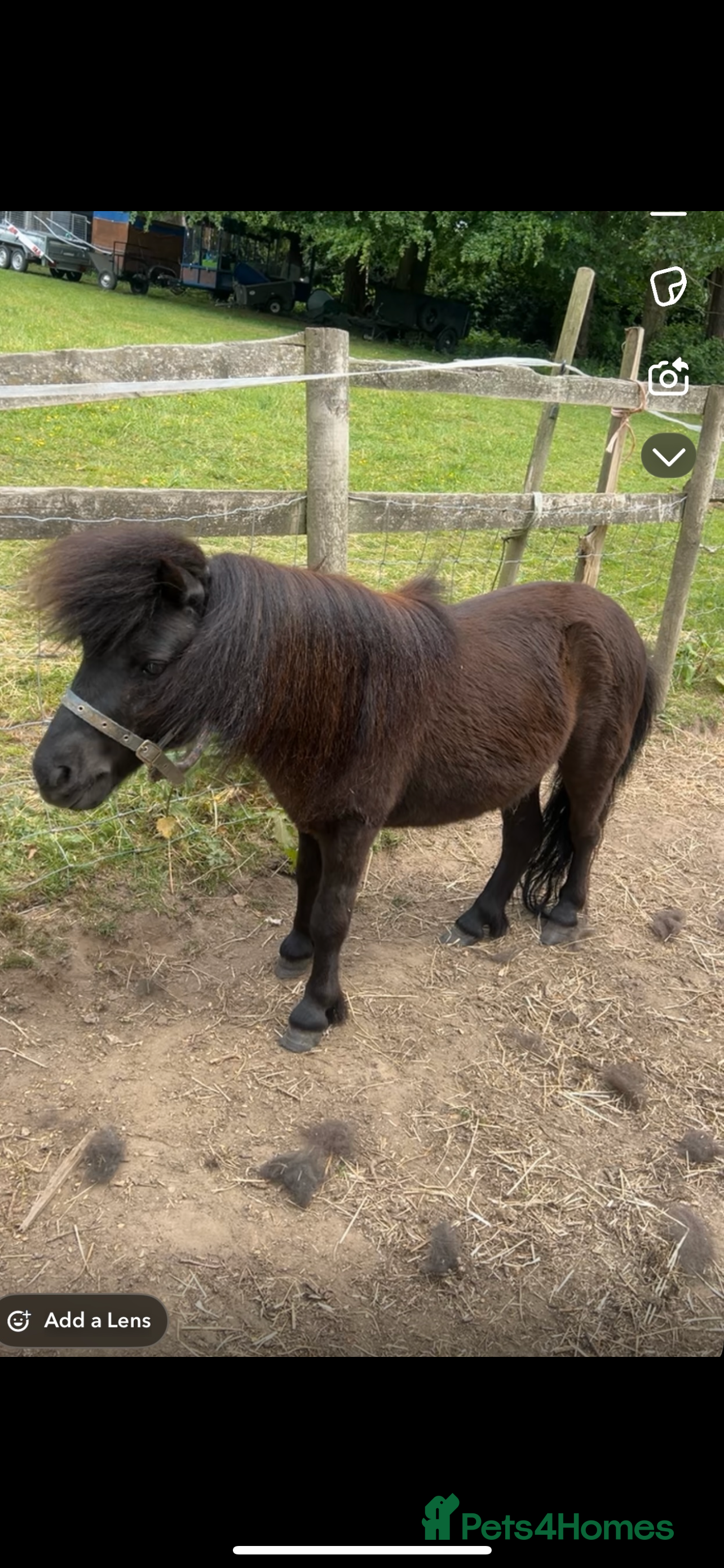 Miniature horses Jack  - Advert 7