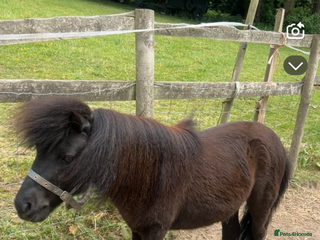 Miniature horses - Advert 1