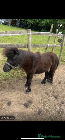 Miniature horses - Advert 1