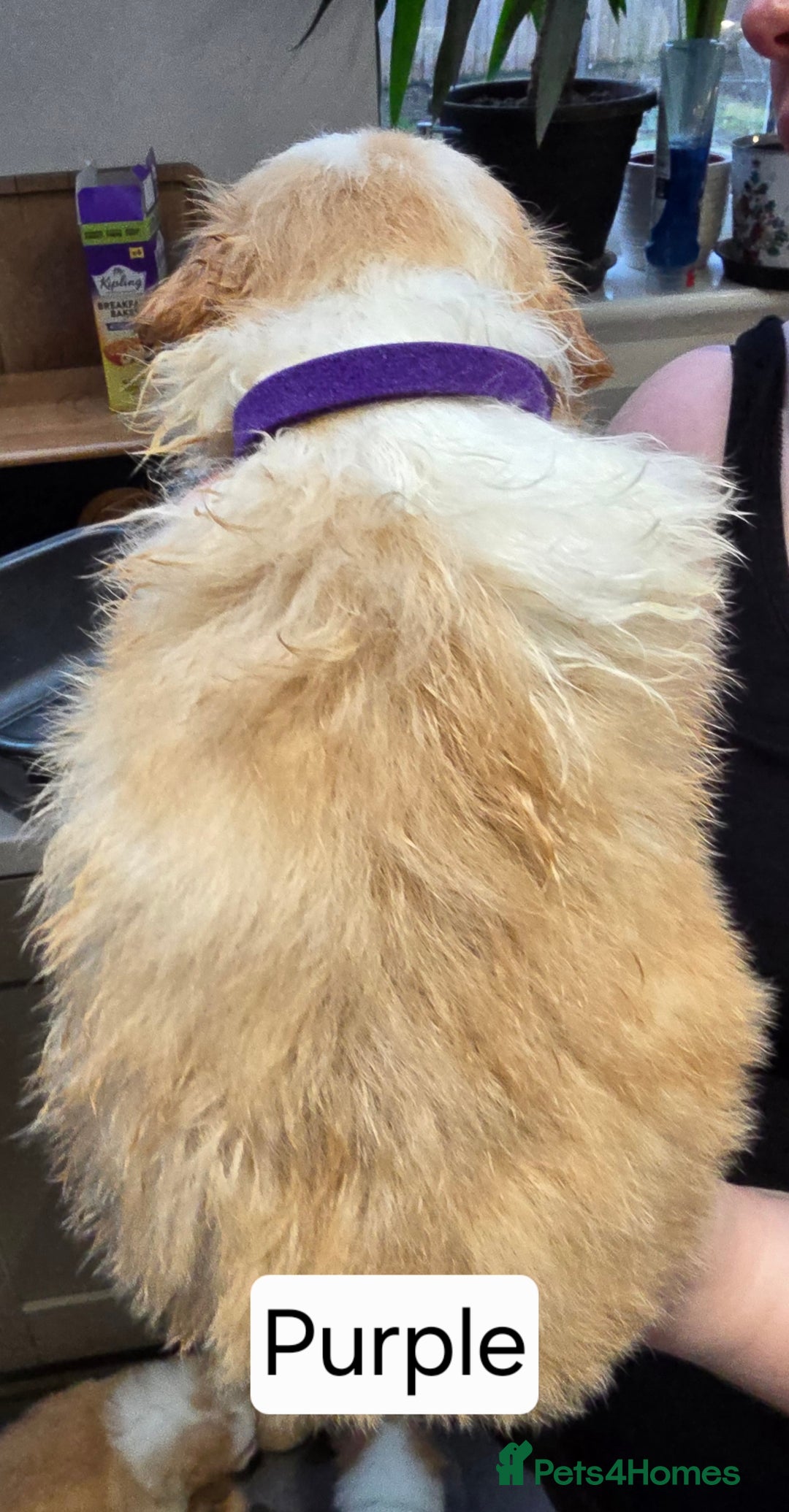 Border Collie dogs for sale: Beautiful EE-Red/Golden Long Haired Border Collies - Advert 22