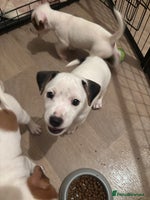 Jack Russell dogs - Advert 6