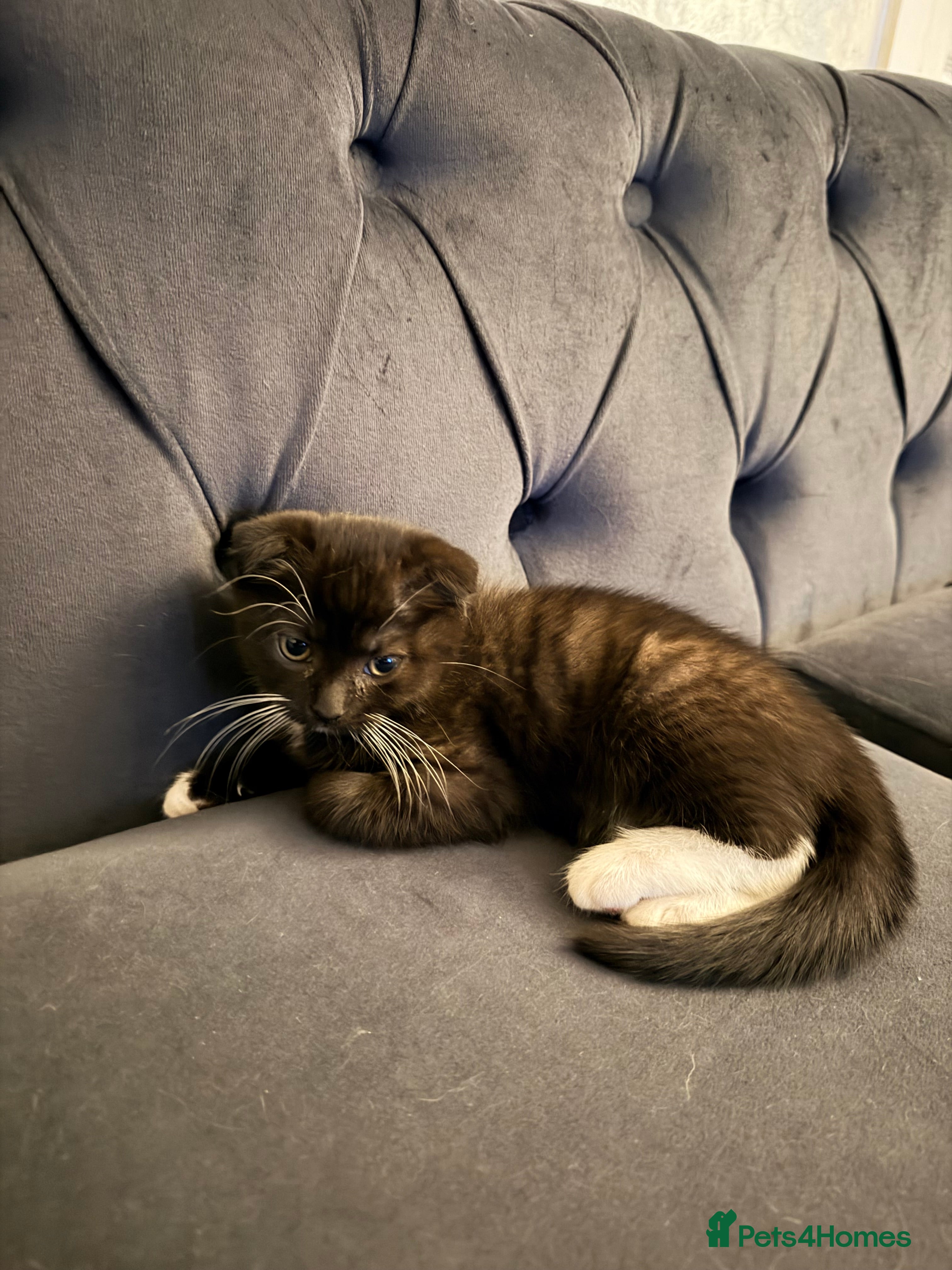 Scottish Fold cats 2 Scottish Straights for sale - Advert 16