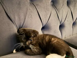 Scottish Fold cats 2 Scottish Straights for sale - Advert 16