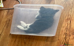 British Shorthair cats for sale: Ready for a loving home now  - Image 28