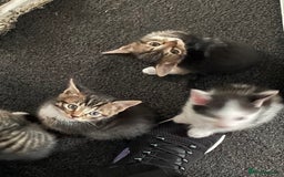 British Shorthair cats for sale: 5 kittens  - Image 7