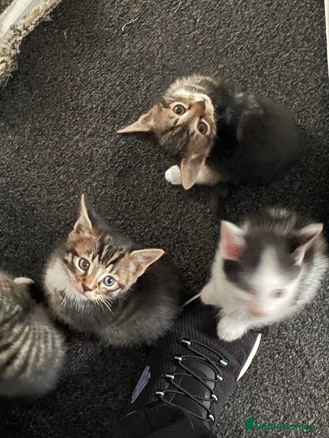 British Shorthair cats for sale: 5 kittens  - Image 7
