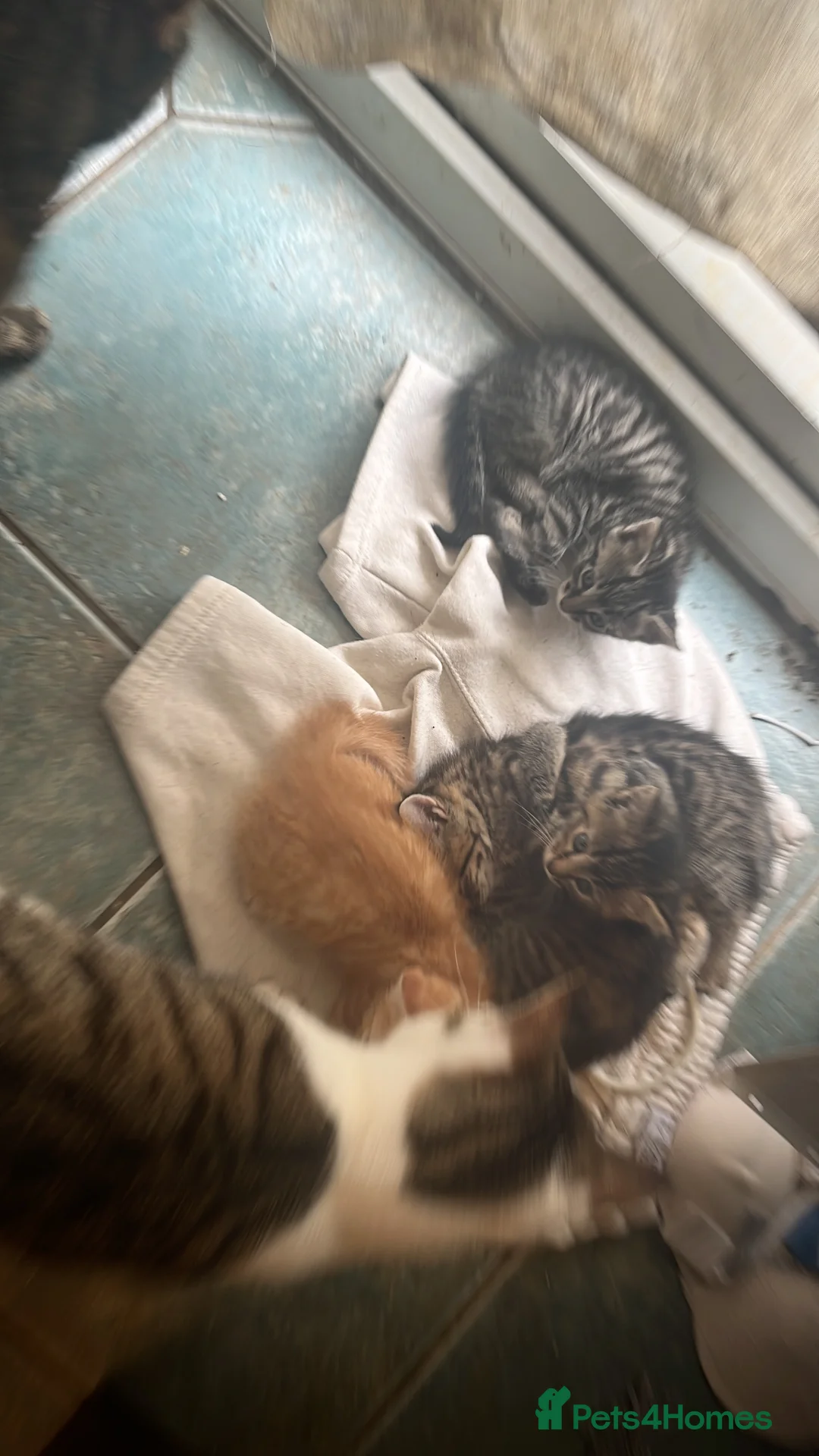 Mixed Breed cats for sale: Kittens looking for loving homes - Advert 2