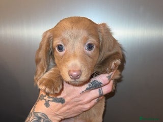 Miniature Dachshund dogs - Advert 9