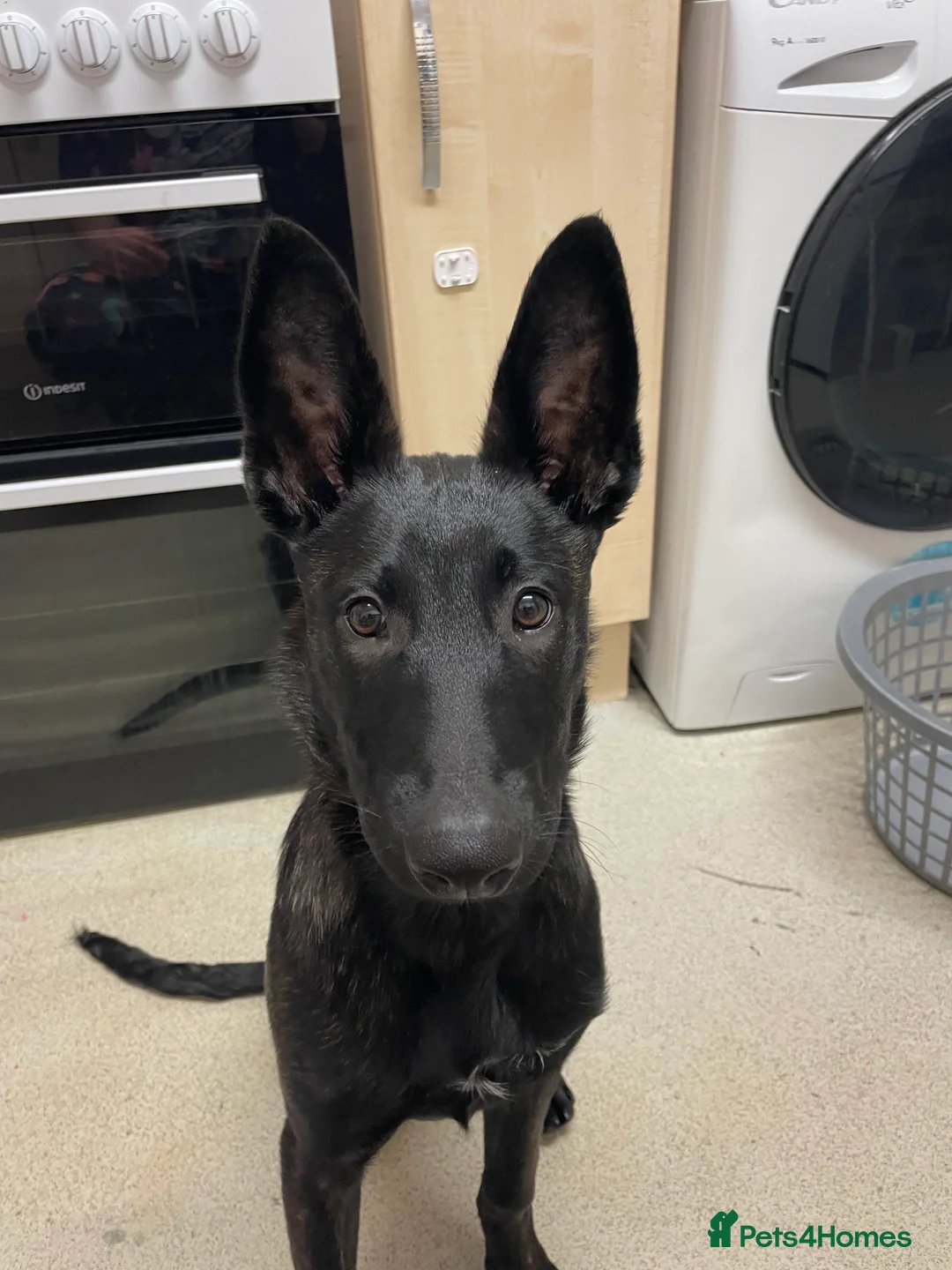 Mixed Breed dogs for sale: Belgium malinois x Dutch shepard - Advert 4