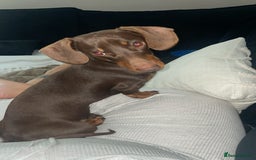Miniature Dachshund dogs for sale:  ***SOLD*** Minitute datchund  - Image 11