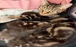 Mixed Breed cats for sale: Cute little tabby kittens  - Image 5