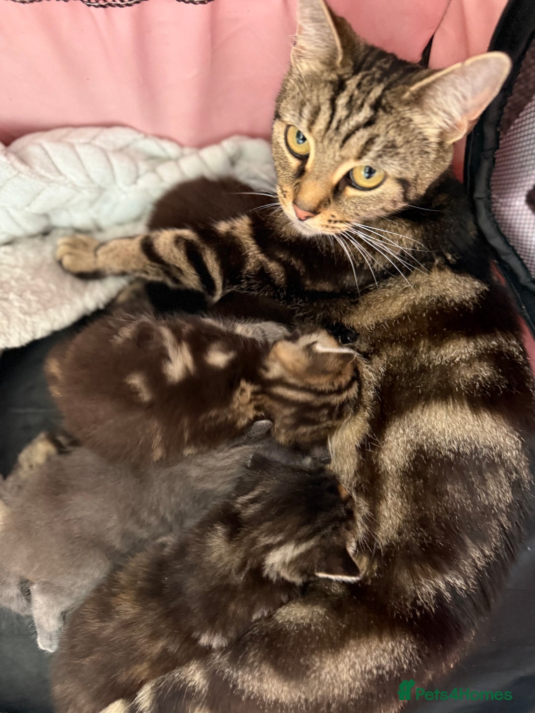Mixed Breed cats for sale: Cute little tabby kittens  - Image 5