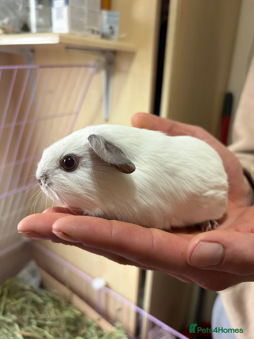 Guinea Pig rodents for sale: Californian guinea pig boars for sale  - Advert 1