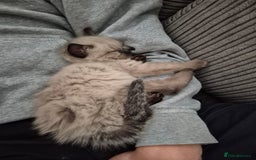 Ragdoll cats for sale: Gorgeous part ragdolls looking for loving homes! - Image 24