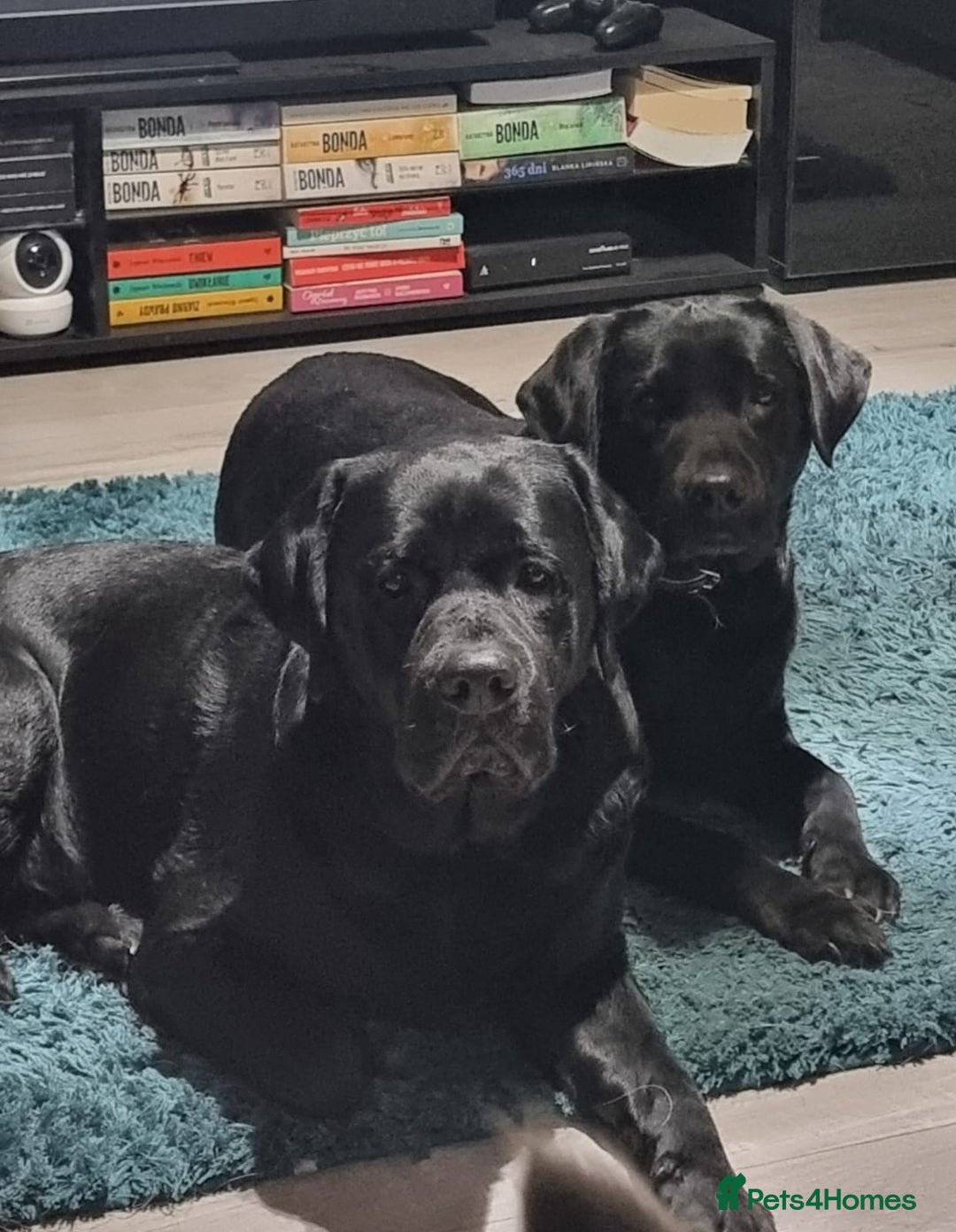 Labrador Retriever dogs for stud: Proven Fully DNA Tested for Stud in Harlow - Advert 5
