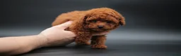 Toy Poodle dogs for sale: Adorable Asian toy poodle boy for sale  - Advert 7