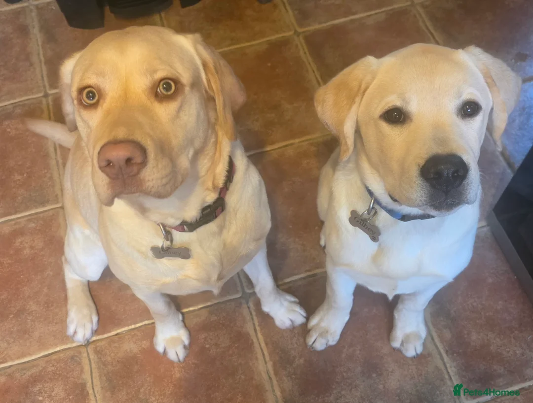 Labrador Retriever dogs for sale: Lovely male Labrador  - Advert 5