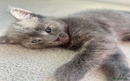 Ragdoll cats for sale: Pretty and affectionate grey ragdoll x tuxedo girl - Image 6