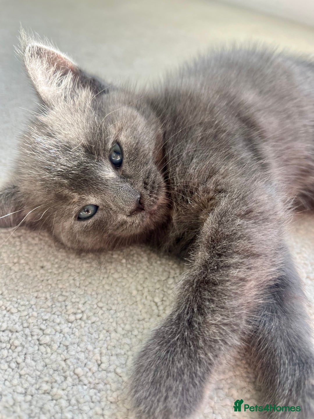 Ragdoll cats for sale: Pretty and affectionate grey ragdoll x tuxedo girl - Image 6