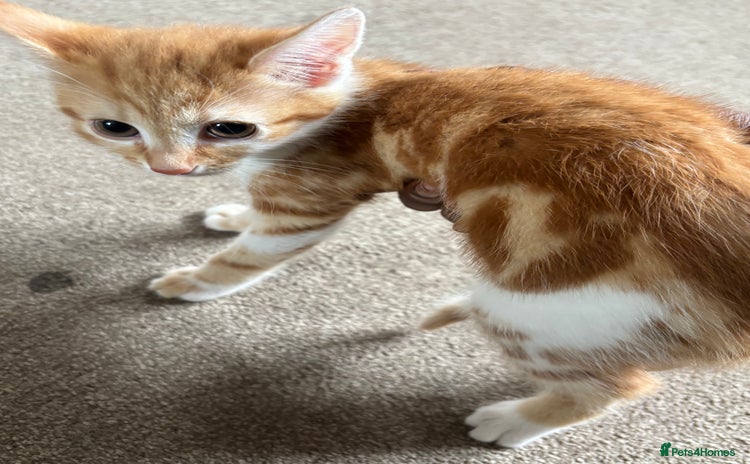American Shorthair cats - Advert 6