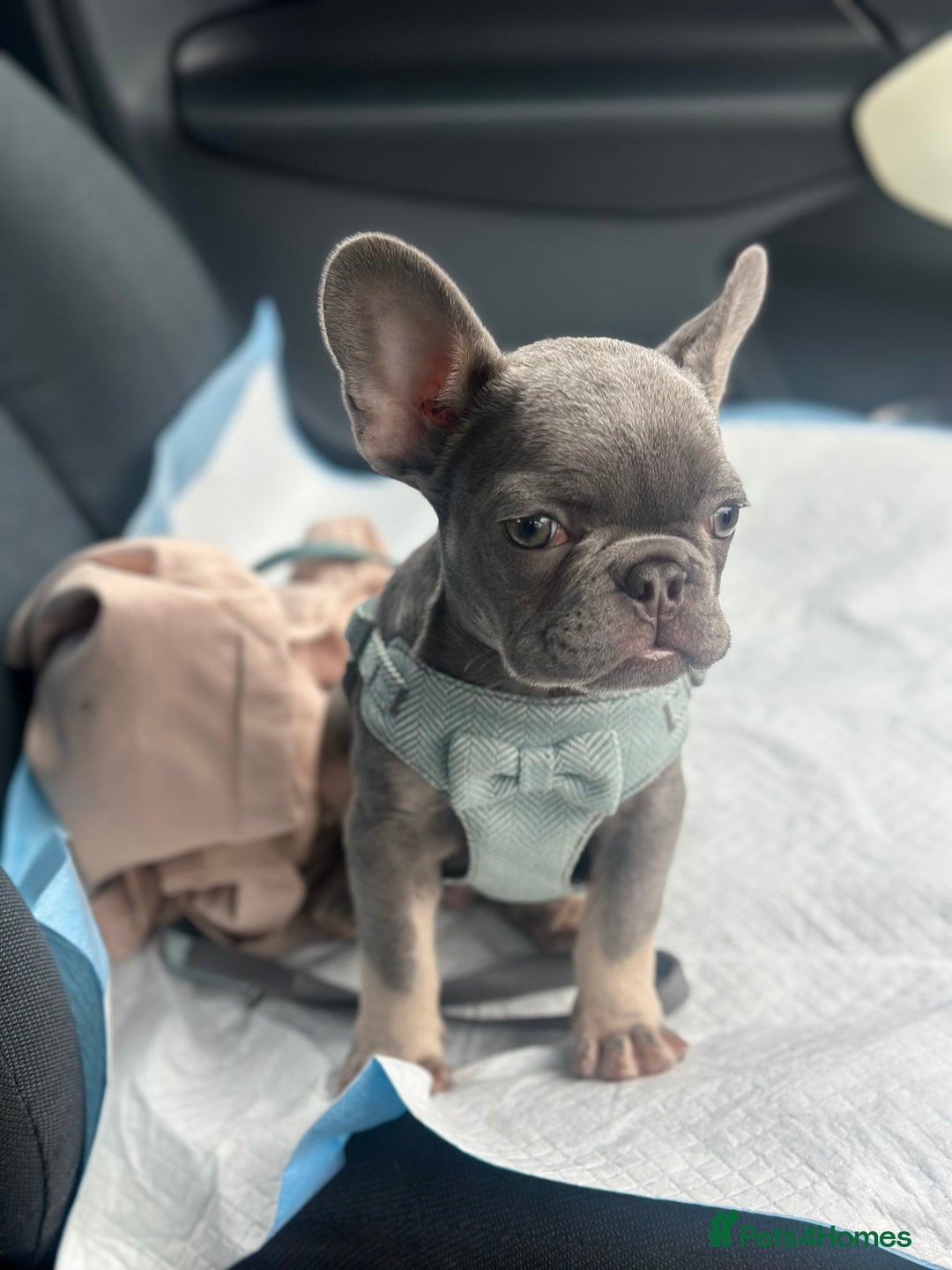French Bulldog dogs for sale: Miniature French bulldog // ONE PUP LEFT ONLY - Advert 11