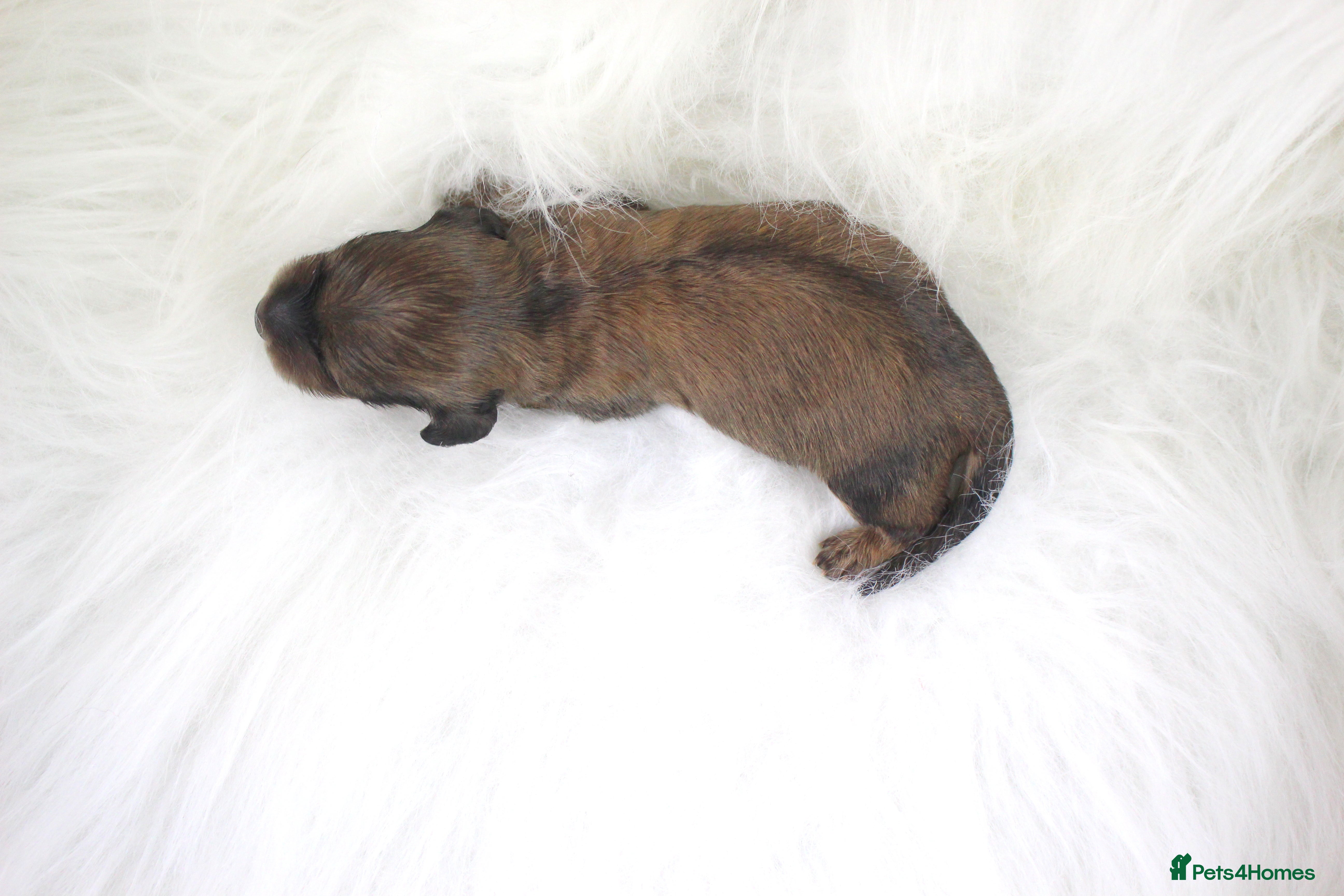 Miniature Dachshund dogs 🌟 Cream & Shaded Cream PRA Clear KC reg Apr 26 🌟 - Advert 13