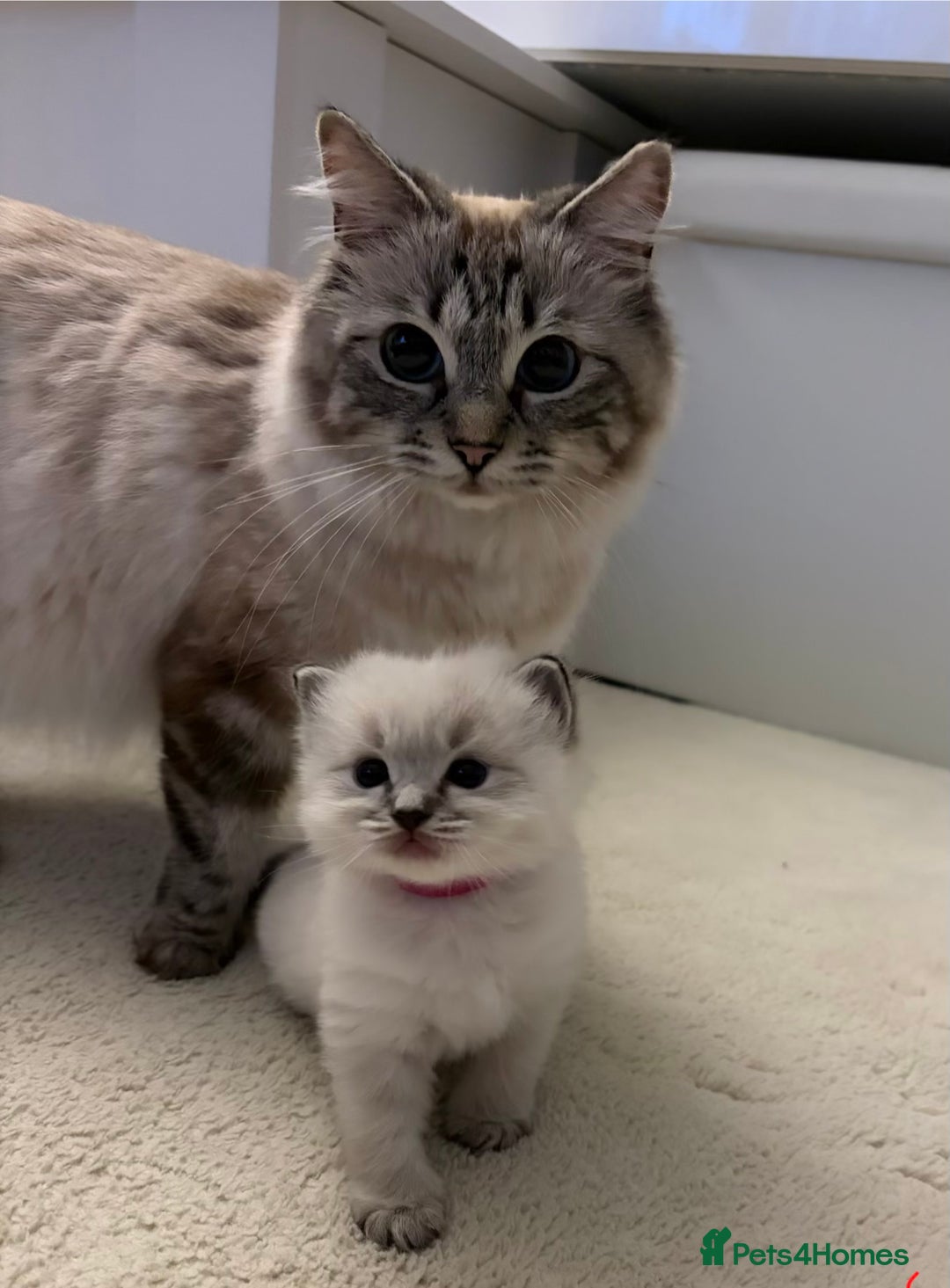 Ragdoll cats for sale: 🐾 Stunning Litter of Ragdoll Kittens - Advert 9