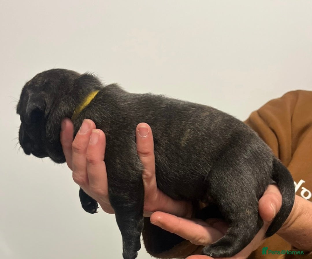 Staffordshire Bull Terrier dogs for sale: Worming Kc Reg %100Pure Staffy Puppies - Advert 8