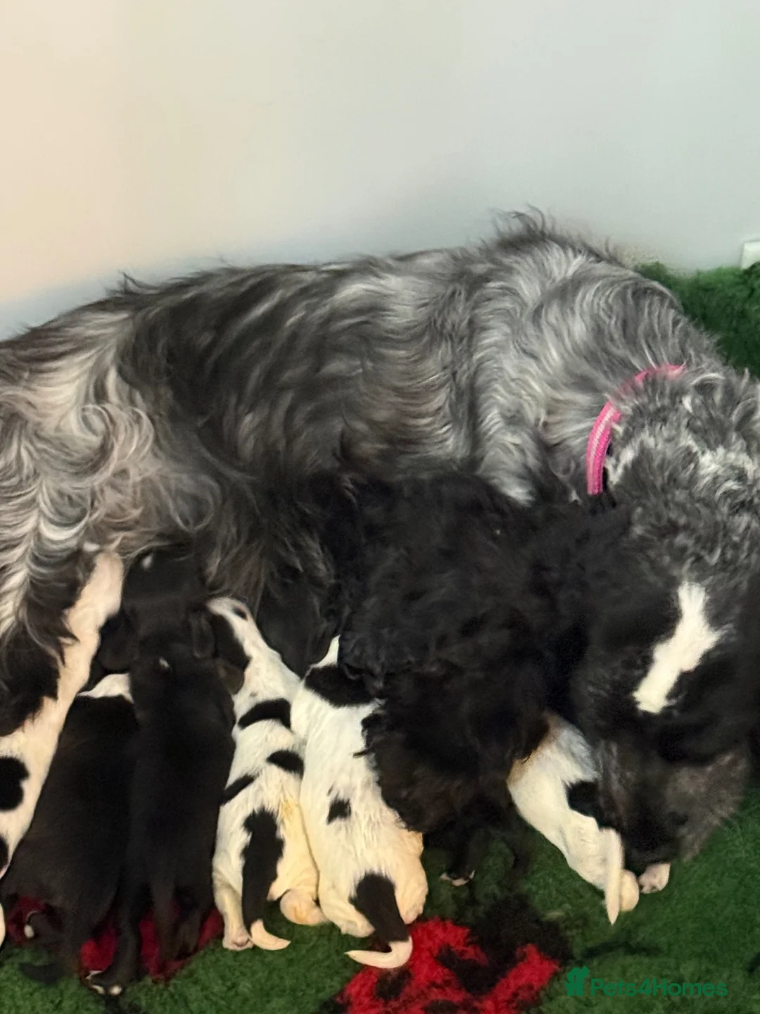 Cocker Spaniel dogs for sale: Quality show cocker spaniel puppies available - Advert 8