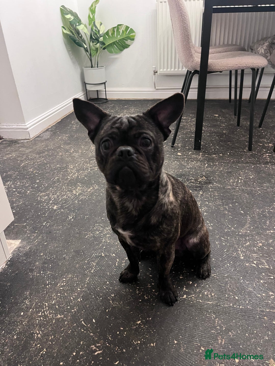 Frug dogs for sale: Frug for rehoming called marvel  - Advert 2