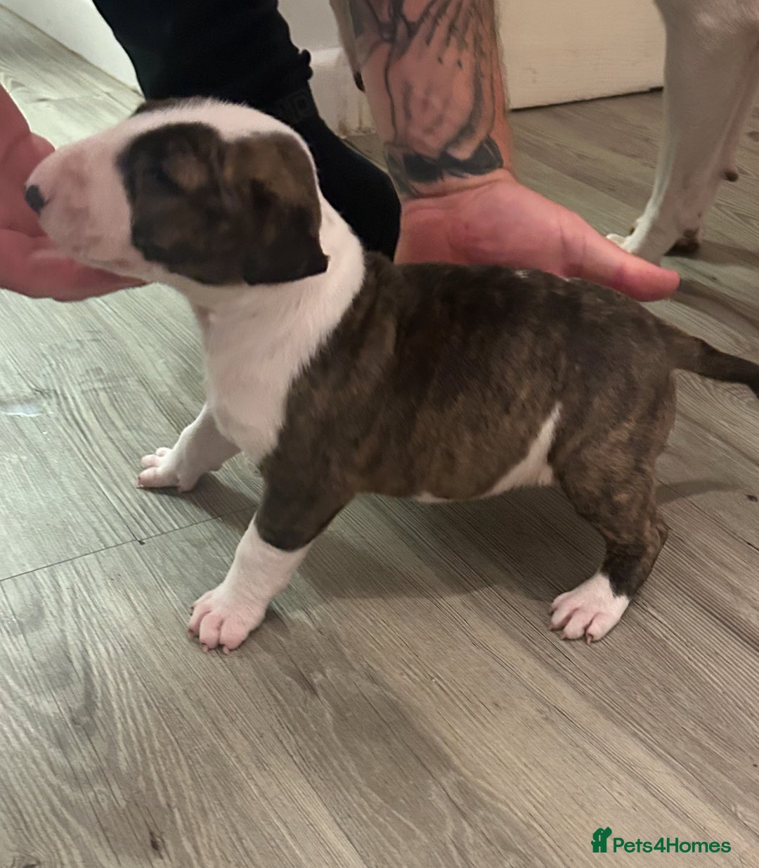 English Bull Terrier dogs for sale: Ready to leave !!! champion bloodlines kc reg - Image 30