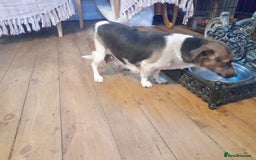 Jack Russell dogs for sale: Miniature Jack Russells in Halesowen - Image 11