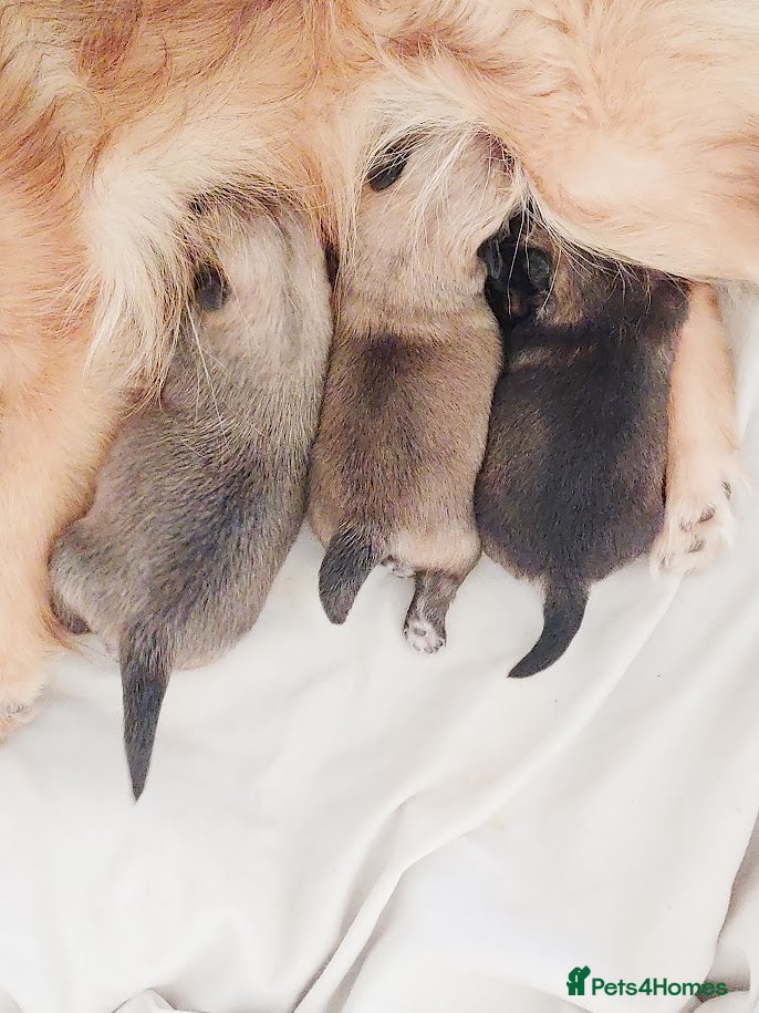 Pomchi dogs Three Beautiful Pomchi Puppies - Advert 10