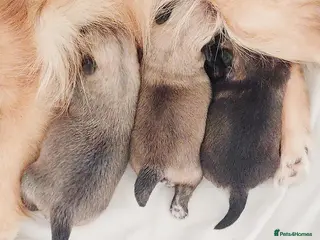 Pomchi dogs Three Beautiful Pomchi Puppies - Advert 10