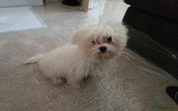 Bichon Frise dogs for sale: Bichon Frise Puppy Looking for a Loving Home - Image 12