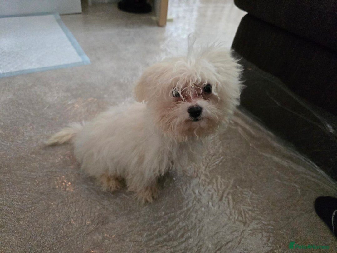 Bichon Frise dogs for sale: Bichon Frise Puppy Looking for a Loving Home - Image 12