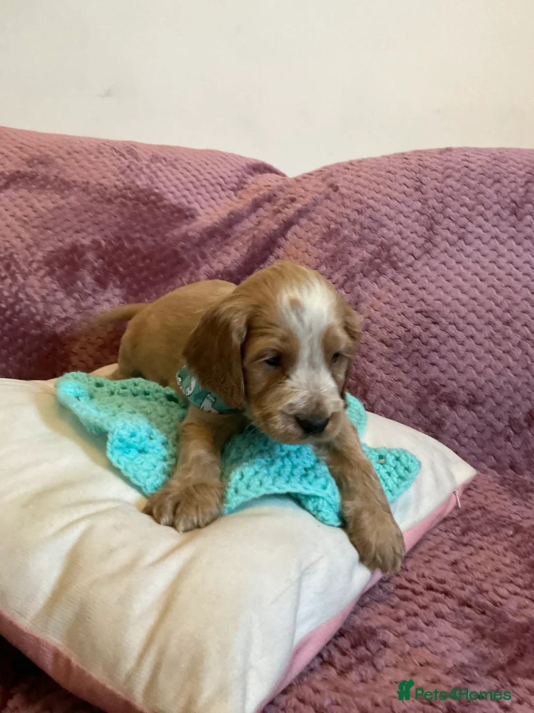 Cockapoo dogs for sale: 8 COCKAPOO PUPPIES 6 GIRLS 2 BOYS READY NOW - Advert 14